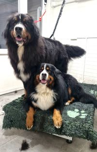 2 berners