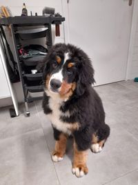 berner pup